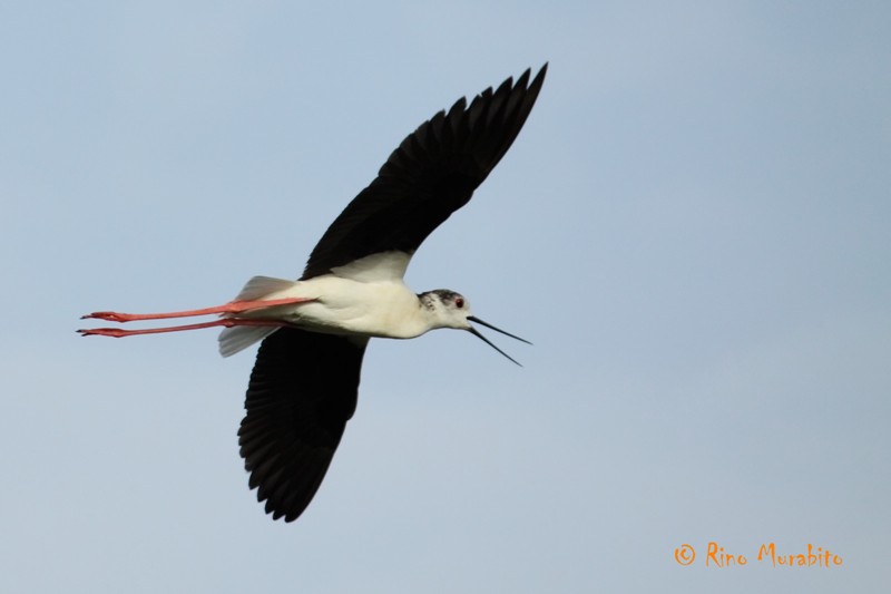 Ciao, sono l''Himantopus